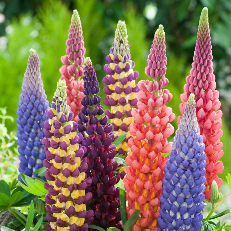 Lupínia mnoholistá "mix" (Lupinus polyphyllus)