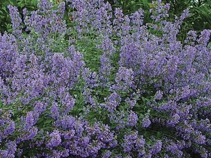 Kocúrnik skrížený "Junior Walker" (Nepeta x faassenii)