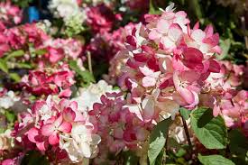 Hortenzia metlinatá (Hydrangea paniculata) "Diamantino", C3 40/60