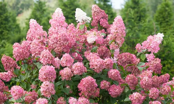 Hortenzia metlinatá (Hydrangea paniculata) "Pink Diamond", C3 40/60