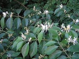Zimolez Maackův (Zemolez Maackov) "Lonicera maackii", C3 40/60