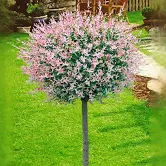 Salix integra "Hakuro-nishiki",  Pa 120