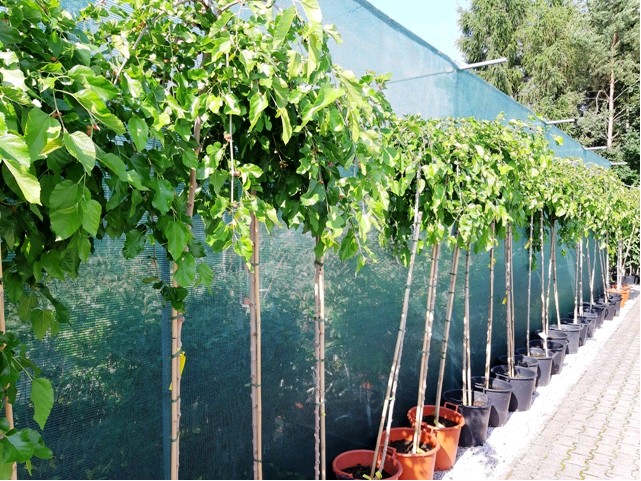 Moruša  (Morus alba) "Pendula", C7,5 Pa180