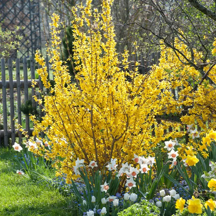  (Forsythia x intermedia) "Lynwood", C3 40/60