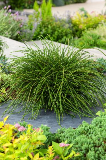 Tuja riasnatá (Thuja plicata) "Whipcord", C2 20/30