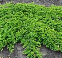 Borievka rozprestretá (Juniperus horizontalis) "Prince of Wales", C3 20/40