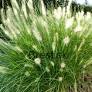 Perovec psiarkovitý (Pennisetum alopecoroides) "Hameln"