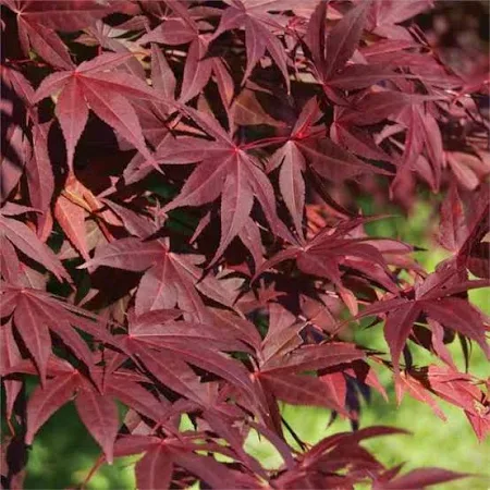 Javor dlaňolistý (Acer palmatum) "Atropurpureum", C3 40/60