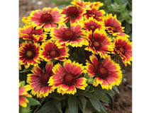 Kokarda osinatá "Kobold" (Gaillardia aristata)