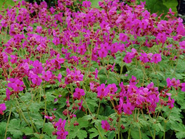 Pakost (Geranium genus)