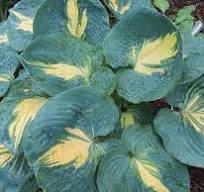 Hosta "Dream Queen" (Hosta hybrid)
