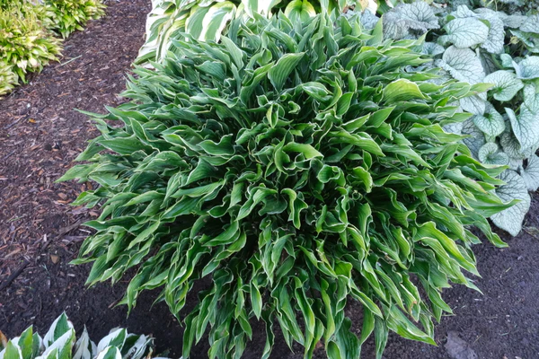 Hosta "Praying Hands" (Hosta hybrid)