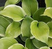 Hosta "Winter Snow" (Hosta hybrid)