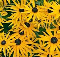 Rudbekia žiarivá "Goldstrum" (Rudbeckia fulgida)