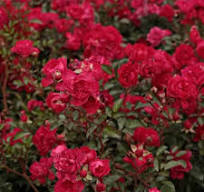 Ruža "Red Fairy" pôdokryvné