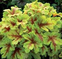 Heuchera Hybridná "Mojito" (Heuchera hybrid)