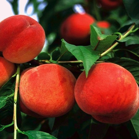 Broskyňa obyčajná (Prunus persica) "Harnas "