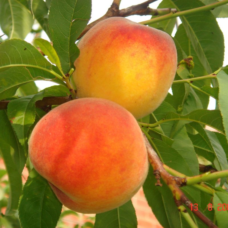 Broskyňa obyčajná (Prunus persica) "Inka"