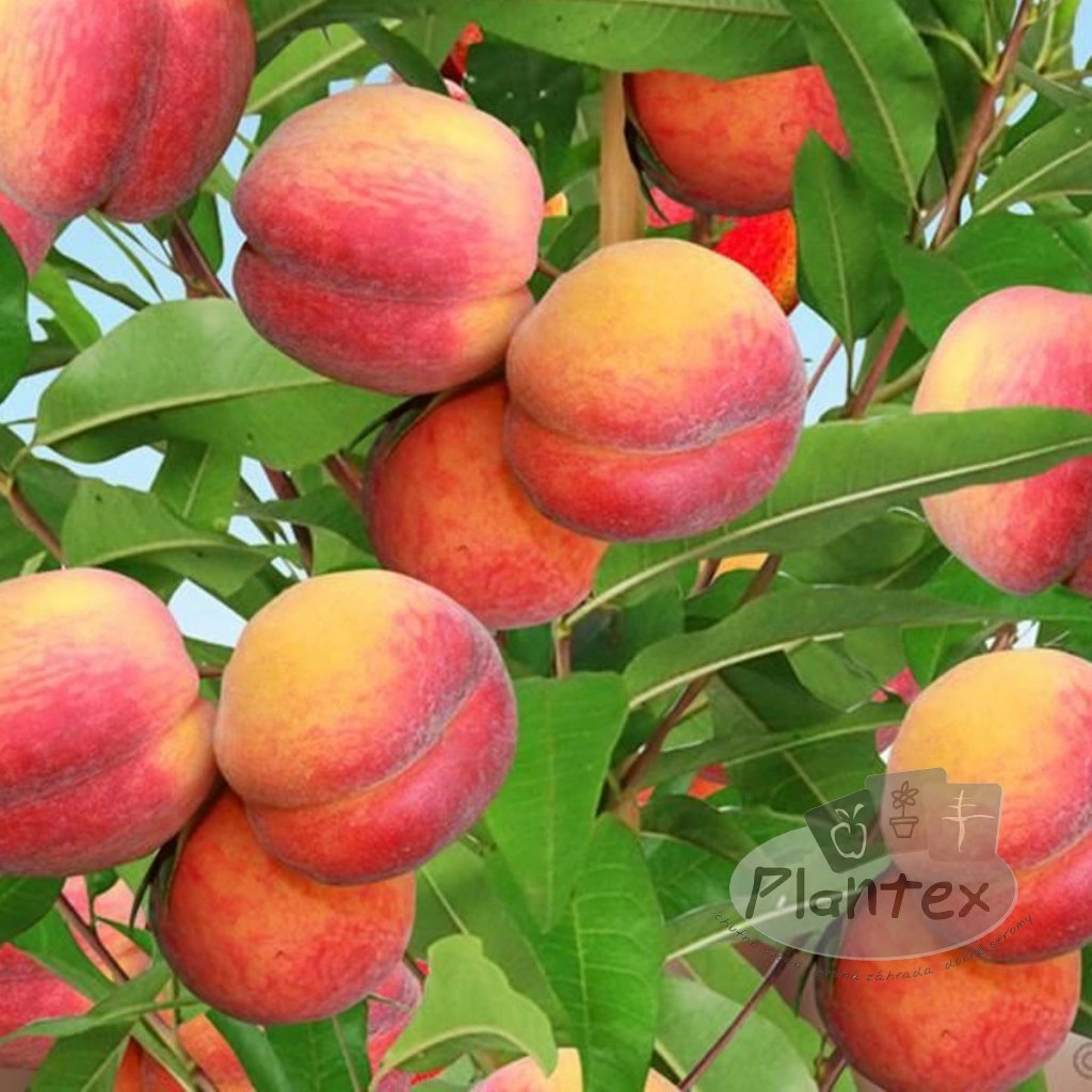 Broskyňa obyčajná (Prunus persica) "Suncrest"