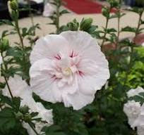 Hibiscus syriacus "China Chiffon" 30-40 K2,5