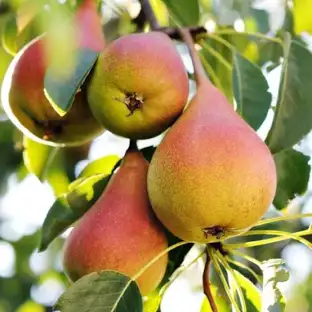 Hruška obyčajná (Pyrus communis) "Clappova"