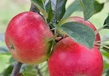 Jabloň domáca (Malus domestica) "Discovery"