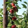 Jabloň domáca (Malus domestica) "Flamenco" - stĺpovitá, zimná