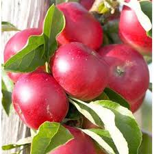 Jabloň domáca (Malus domestica) "James Grieve Super Compact" stĺpovitá jesenná
