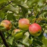Jabloň domáca (Malus domestica) "Piros" letná