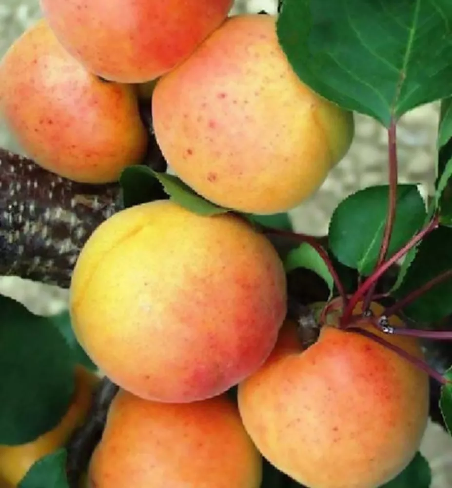 Marhuľa obyčajná (Prunus Armeniaca) "Velbora"