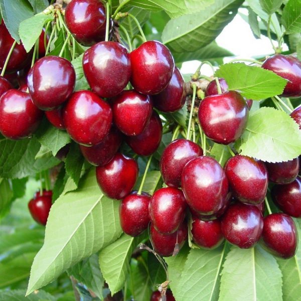 Čerešňa "Kordia"