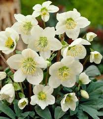 Čemerica "Hellebore" (Helleborus)