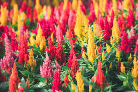 Plamenník ohnivý (Celosia plumosa)