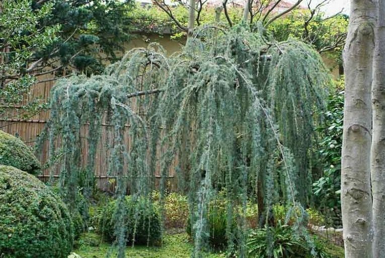 Cedrus Atlantica Glauca , Clt.90 250-300