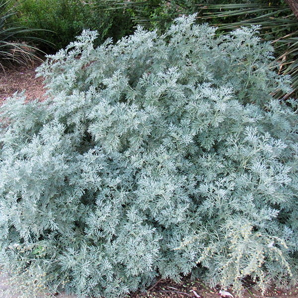 Artemisia arborescens "Powis Castle"