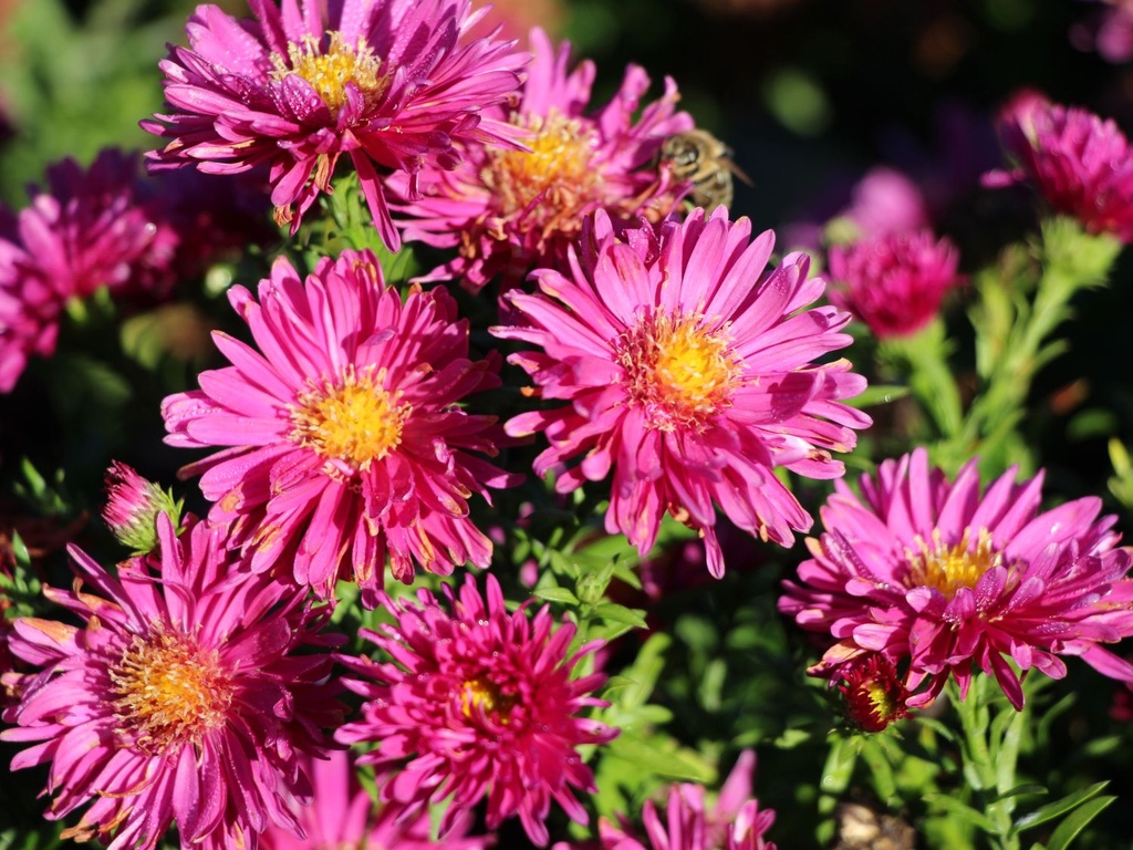 Astra krovitá "Granat" (Aster amellus)