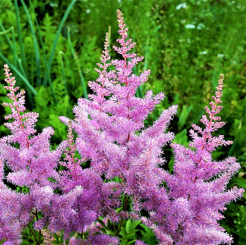 Astilba Arendsova "Amethyst" (Astilbe x arendsii)