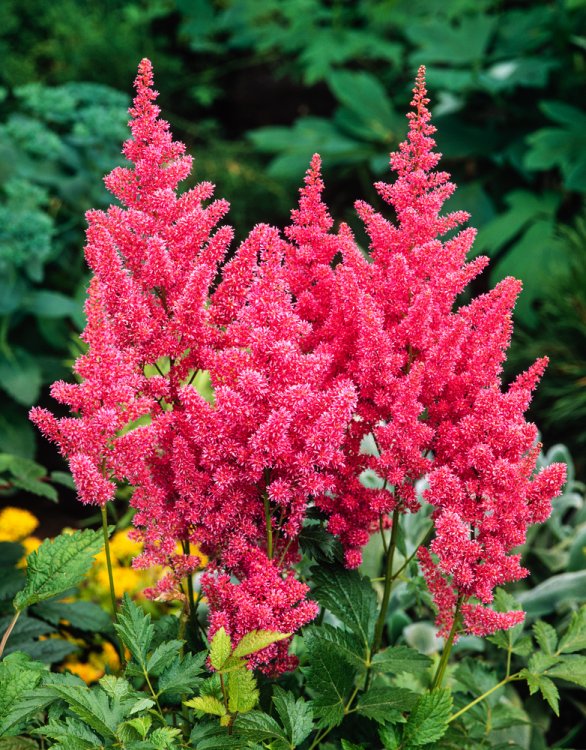 Astilba japonská "Mainz" (Astilbe japonica)