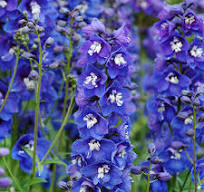 Delphinium cultorum "Delphinity Blue"