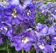 Stračonôžka "Dignity Blue Shades" (Delphinium cultorum)