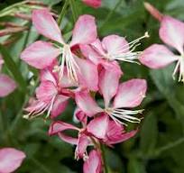 Gaura Lindheimerova "Rose Jane" (Gaura Lindheimeri)