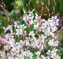 Gaura Lindheimerova "Whirling Butterflies" (Gaura Lindheimeri)