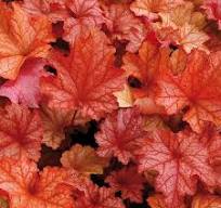 Heuchera x hybrida "Paprika"