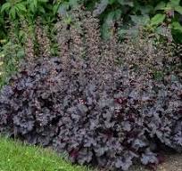 Čierna perla "Black Pearl" (Heuchera x hybrida)