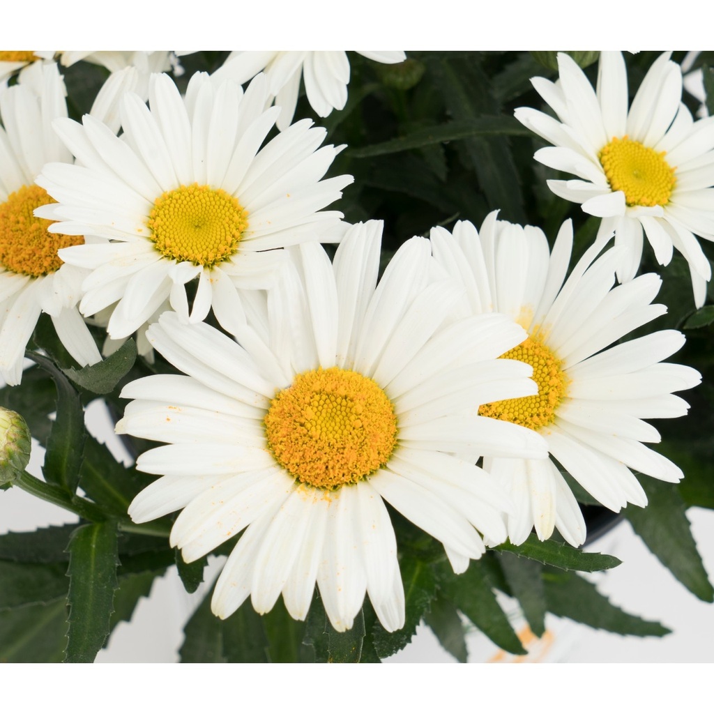Leucanthemum maximum "Sweet Daisy Christine"