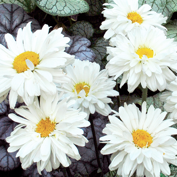 Margaréta "Victorian Secret" (Leucanthemum x superbum)