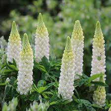 Lupinus polyphyllus "Legendary White Shades"