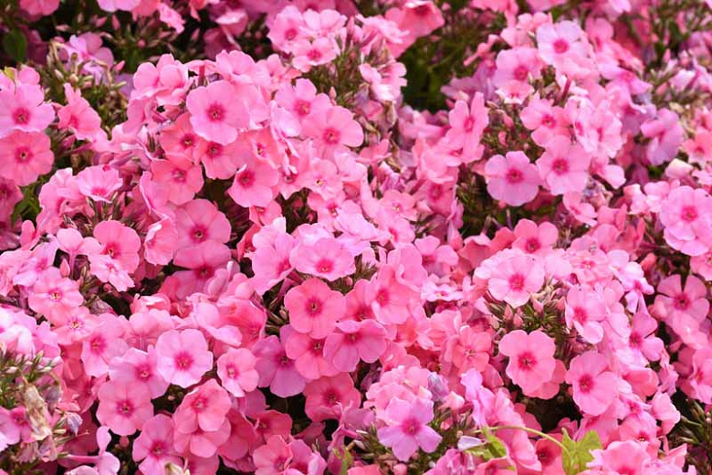 Phlox pan. "Flame Light Pink"