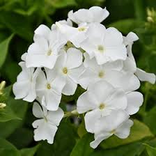 Phlox pan. "Flame Pro White"