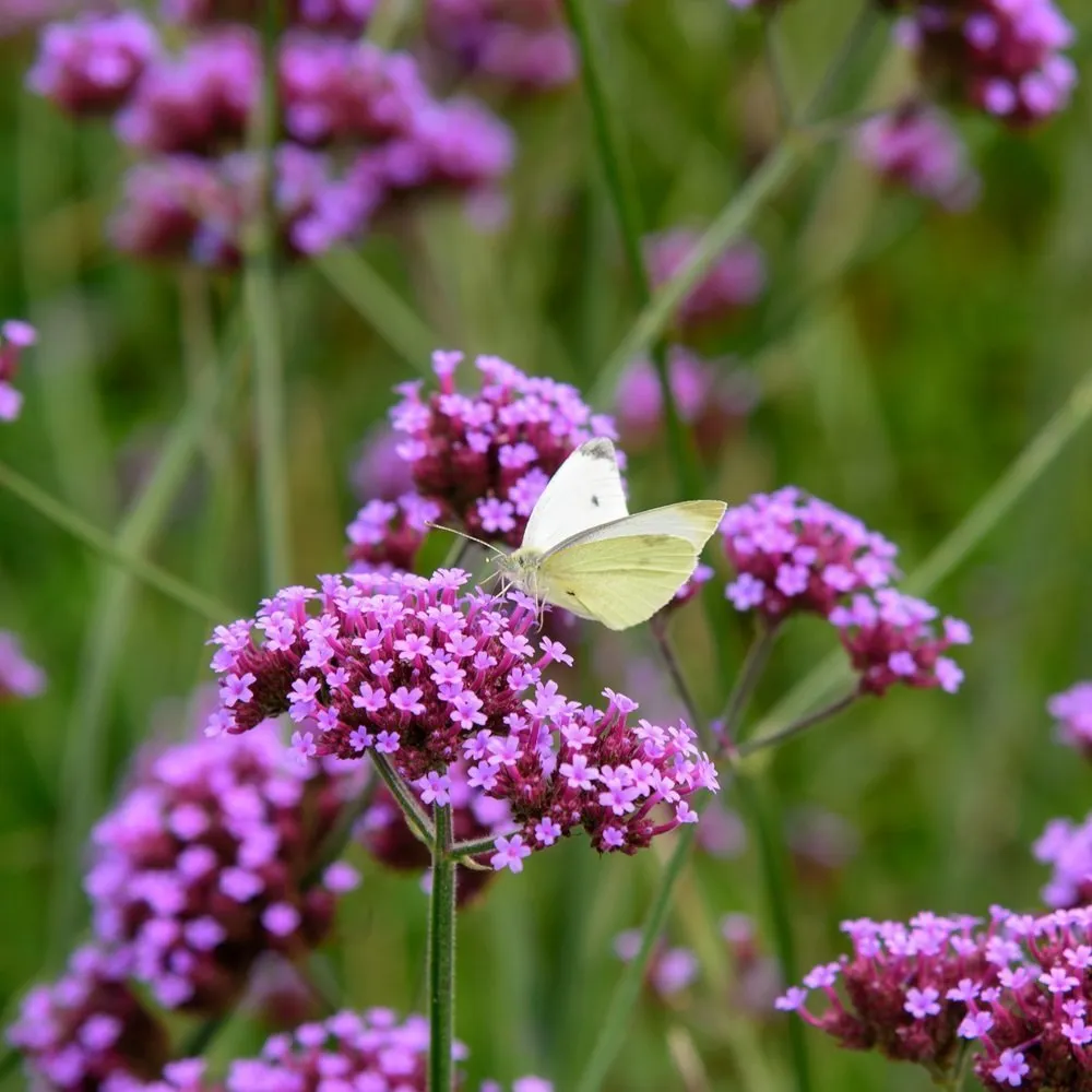Verbena bonariensis